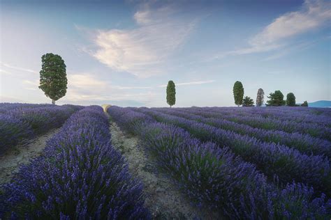 Lavender Fields And Trees Orciano Tuscany Photograph By Stefano
