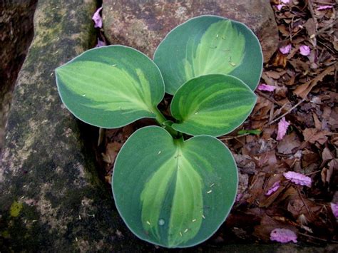 Miniature Hostas! | Hostas, Unusual plants, Shade garden