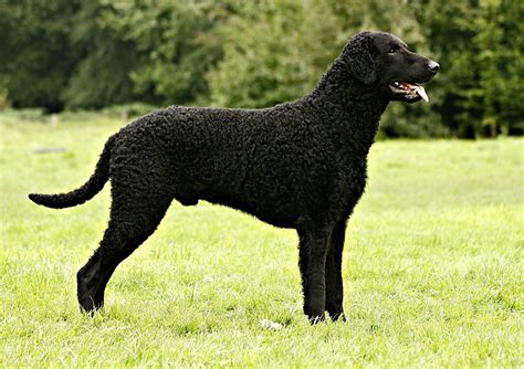 Curly Coated Retriever Breed Guide Learn About The Curly Coated