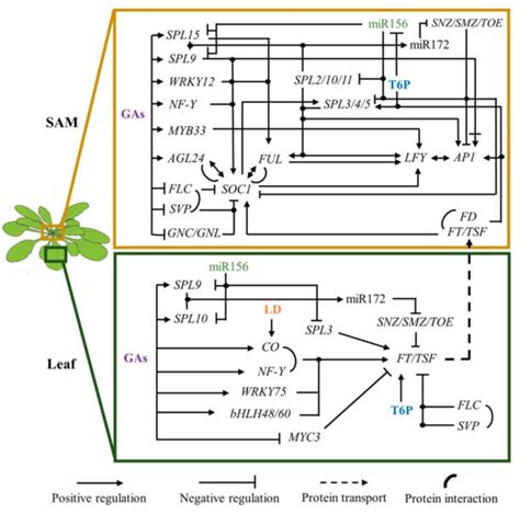 Flowering Regulation In Arabidopsis Thaliana Encyclopedia Mdpi