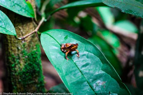 The amazon rainforest covers approximately 60% of peru, which is the largest extension in any country after brazil. Where the Amazon River comes from and rain forest trees ...