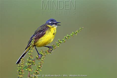 Blue Headed Wagtail Stock Photo Minden Pictures