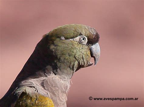 LORO BARRANQUERO Cyanoliseus Patagonus Aves Argentinas