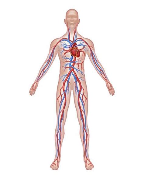 El Cuerpo Humano Sistema Circulatorio