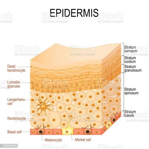 Epidermis Anatomy Layers And Cell Structure Of The Human Skin Stock