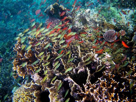 Scientists Discover More Than 100 New Marine Species In The Philippines