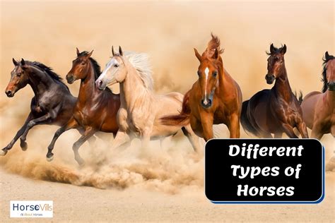 9 Most Popular Types Of Horses And Horse Breeds Guide