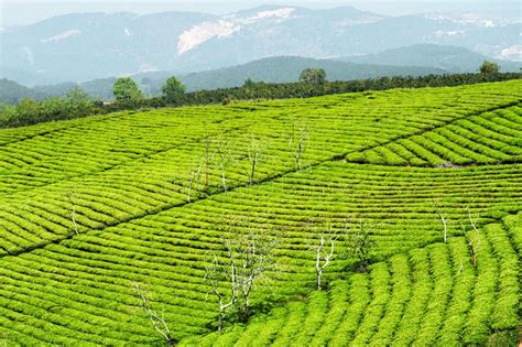 Rows Of Young Bright Green Tea Bushes At Tea Plantation Stock Photo