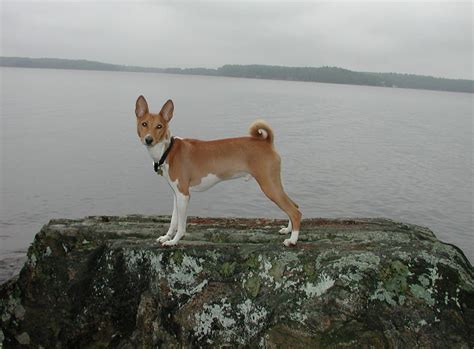 34 Things That Make Basenjis Happy African Hunting Dog Hunting Dogs