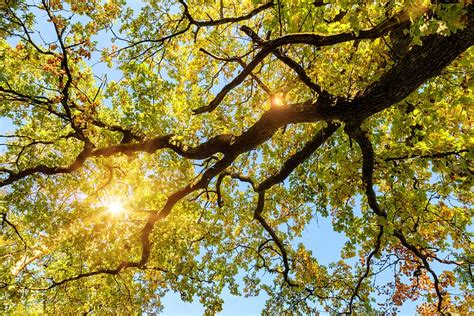 Oak Tree Leaves Autumn Sun Sunbeam Light Colorful Aesthetic