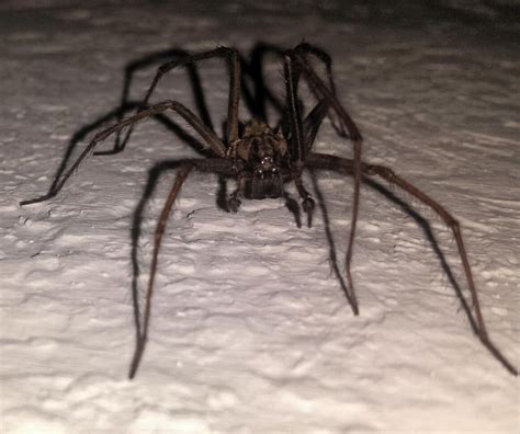 The Uks Scariest Spiders Snapped By Mirror Readers Mirror Online