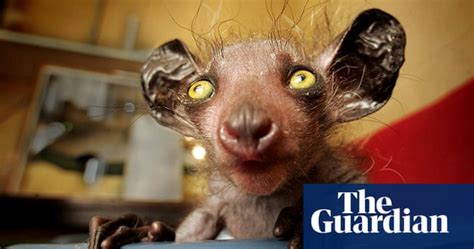 The Worlds Ugliest Animals In Pictures Environment The Guardian