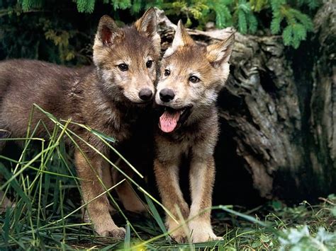 Yellowstone Wolf Pups Low Survival Rate Linked To Canine Distemper