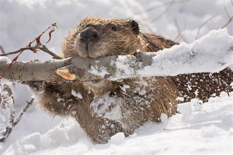 Vote For This Photo In The 2016 Wildlife Photo Contest Beaver