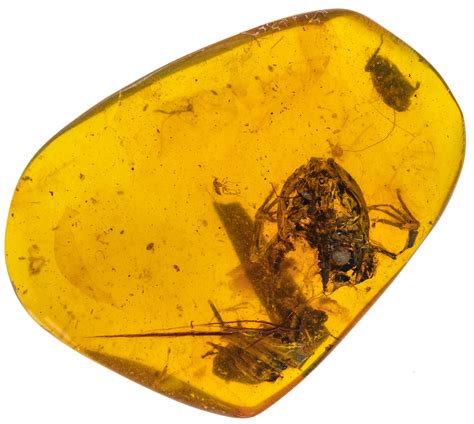 Amber Fossils Provide Oldest Evidence Of Frogs In Wet Tropical Forests