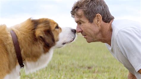 Movie reviews, news, world news. Is A Dog's Journey on Netflix? Similar Films - TheNetline