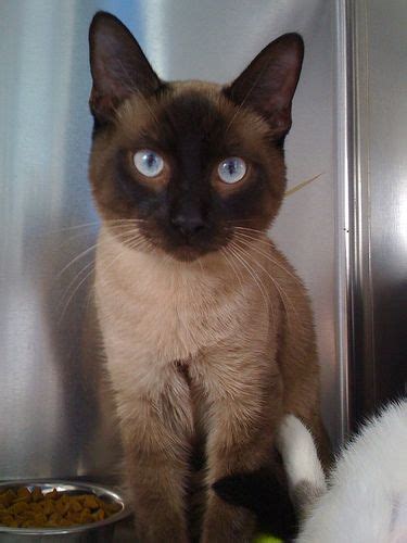 The result was a cat with all the characteristics of a siamese but with a longer coat length and a color outside the basic four. The Facts about Cats: Siamese Cats - Sacramento Cats ...