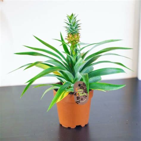 1 Pineapple Plant Gorgeous Ananas Comosus Amigo Indoor Garden Plant In