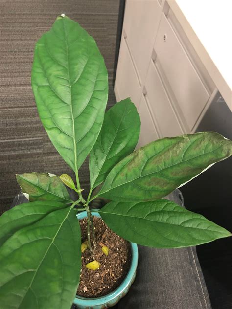 The avocado, also known as the alligator pear or butter pear, is an easy tropical fruit to grow. Need advice caring for indoor/desk avocado plant. Details ...