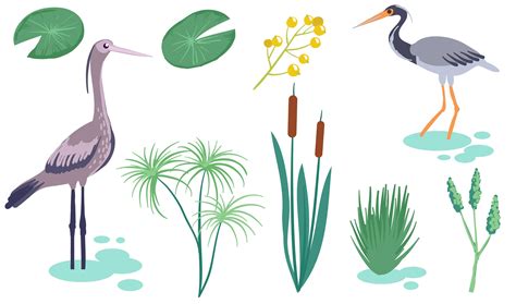 Wetland Vector Art Icons And Graphics For Free Download