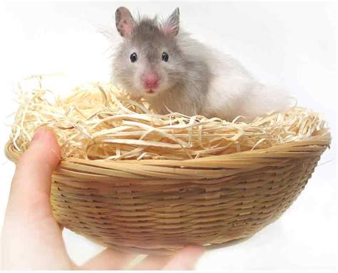 Best Bedding For Hamsters Dwarf Or Syrian Hamster Bedding Reviewed
