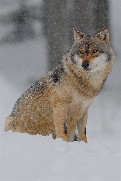 The wolf (canis lupus), also known as the gray wolf or grey wolf, is a large canine native to eurasia and north america. Hoe we de terugkeer van de wolf tot een succes kunnen ...