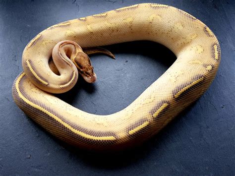 Highway Ball Python Morph Traits And Care With Pictures