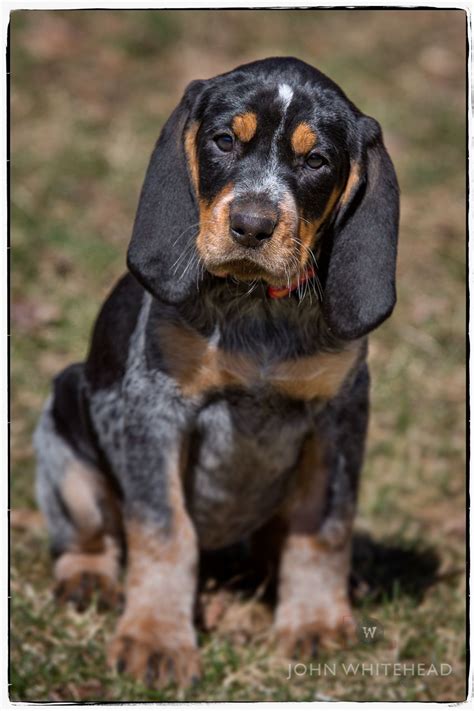 Anabelle Bluetick Coonhound Puppy John Whitehead Images
