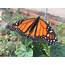 Conservation Groups Seek Aid For Endangered Monarch Butterflies  KPBS
