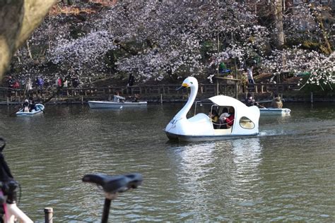 Cherry Blossoms In Tokyo Unplan