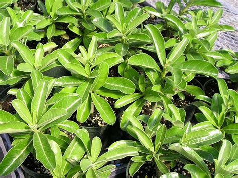 This baby we grew from seed (below) has been. How to Grow Adenium From Cuttings | World of Succulents