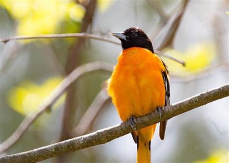 Meet The Endemic Birds Of St Lucia Ecttravel