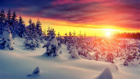 Sonnenuntergang Winter Starken Schnee Bäume 2560x1440 Qhd