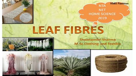 Leaf Fibres By Shwetambri Sharma Youtube