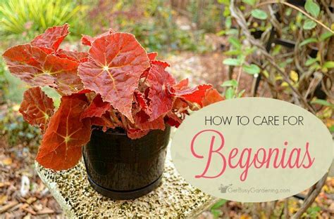 Begonia Plant Care Tips How To Care For Begonias Indoors Plants