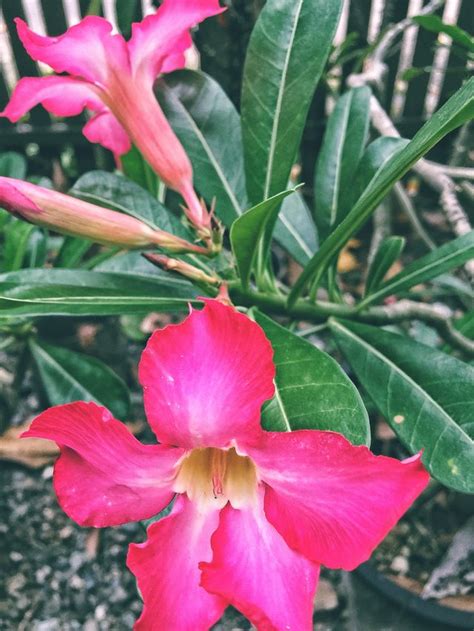 Bunga flamboyan warna kuning ini sebenarnya sama saja dengan bunga flamboyan yang berwarna merah bercampur dengan orange,perbedaannya hanya dari warnanya saja. Terbaru 30+ Gambar Bunga Flamboyan Pink - Gambar Bunga Indah