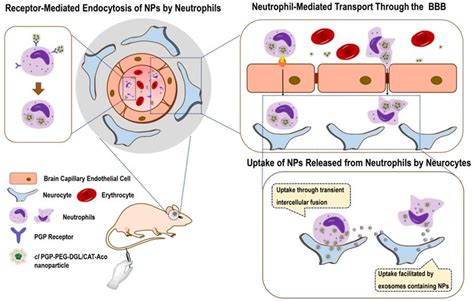 Direct Macromolecular Drug Delivery To Cerebral Ischemia Area Using