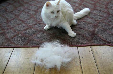 Кот похудел но ест хорошо причины