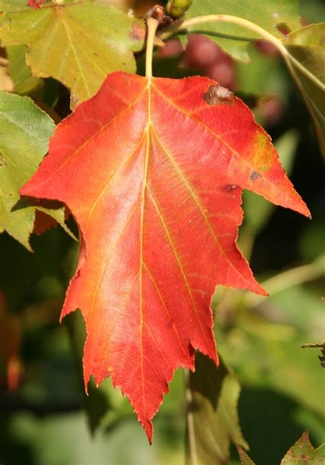Join facebook to connect with eileen gu and others you may know. Coinnich ri Sorbus torminalis, craobh a tha àbhaisteach ...