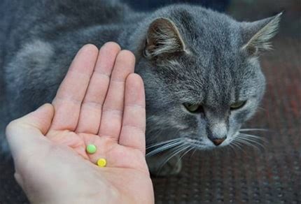 There are 5 cat sedatives for sale on etsy, and they cost $10.99 on average. The ultimate guide of cat sedative for travel | Cat ...