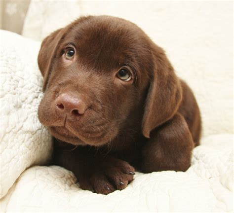 Yellow Chocolate And Black Labrador Retriever Puppies For Sale Hidden