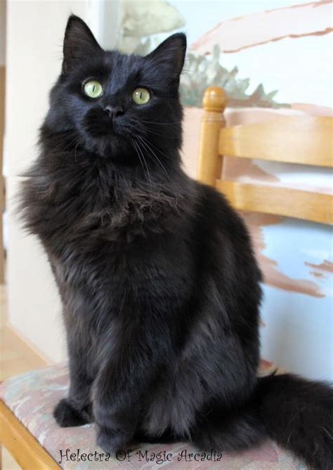 mobile uploads les chats noirs cest  du bonheur angora cats fluffy black cat black