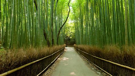 The Breathtaking Bamboo Forests Of Kyoto Faena