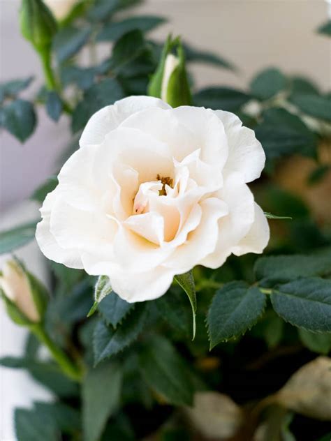 Plant your miniature roses in soil that contains loam or fertilizers. How to care for Miniature Rose Plants Indoors - Duke Manor ...