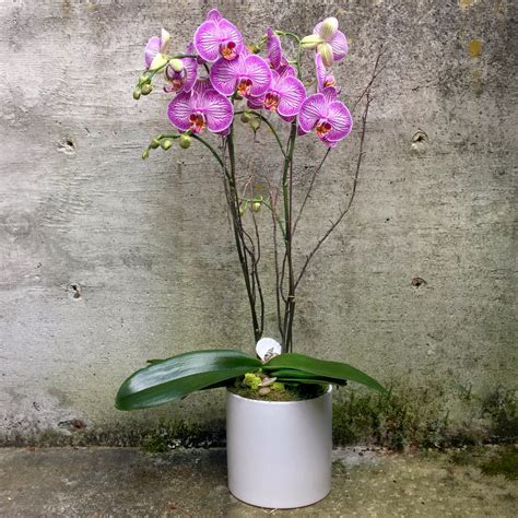 Double Stem Color Phalaenopsis Orchid Plants In Seattle Wa Fiori