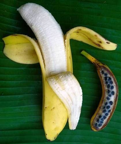Do Banana Plants Really Grow From The Tiny Seeds Of A Banana Quora