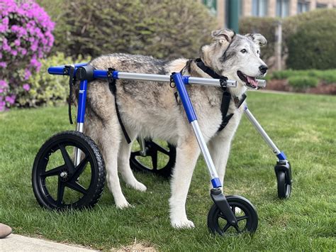 Dog Wheelchair | Wheels for Dogs | Walkin' Wheels | Walkin' Pets