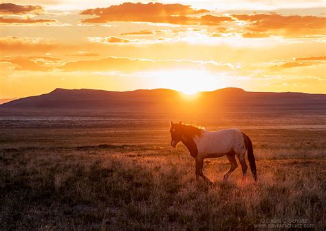 Utah Wild Horses