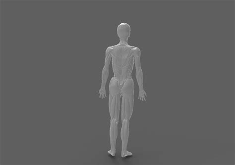 Male Anatomy 3d Model 5 Ma Free3d