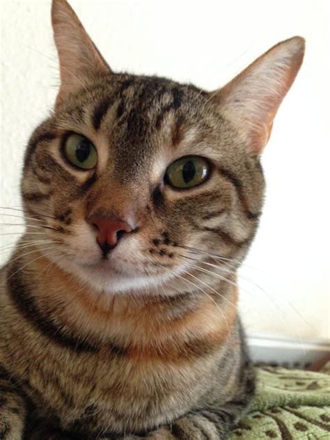 Download Have you Seen this Missing Cat, Lost at Changi Airport? | Cats, Egyptian mau, Pets